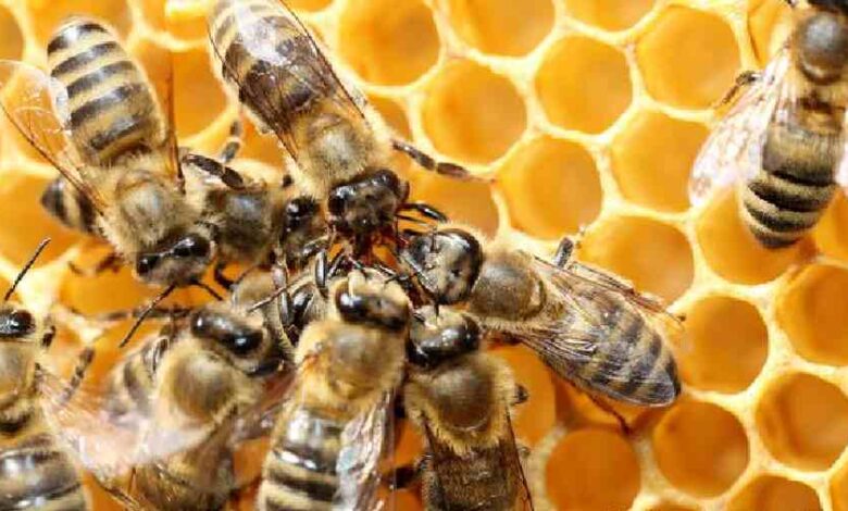 Beehive Secret